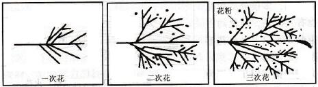 爆花各种形式示意图