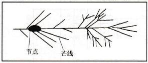 节点和芒线示意图